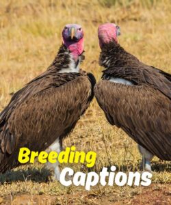 320+ Breeding Captions for Instagram