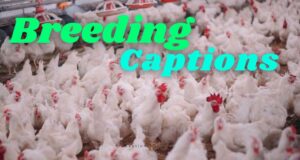 320+ Breeding Captions for Instagram